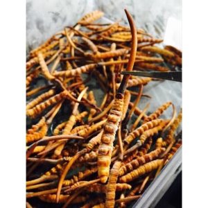 Đông Trùng Hạ Thảo Tươi Nguyên Con Tây Tạng DT13